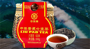 广西六堡茶与云南普洱茶的区别